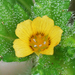 Turnera pumilea - Photo (c) jrebman, some rights reserved (CC BY-NC), uploaded by jrebman