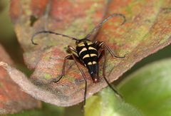 Leptura