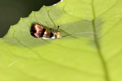 Nemophora ahenea