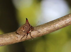 Alcimocoris japonensis