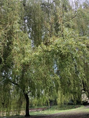 Salix