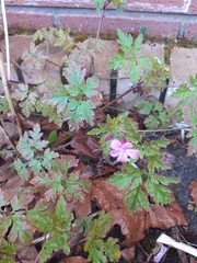 Geranium robertianum