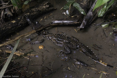 Paleosuchus trigonatus