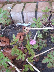 Geranium robertianum