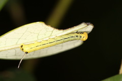 Macroglossum passalus
