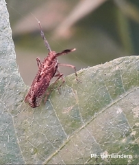 Pterygota
