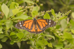 Danaus plexippus nigrippus