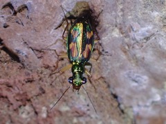 Pericalus depressus