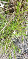 Stenaria nigricans floridana