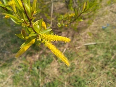 Salix nipponica