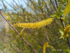 Salix nipponica
