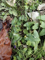 Viola inconspicua
