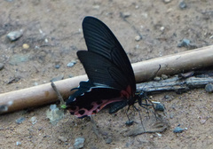 Papilio alcmenor