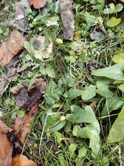Viola inconspicua