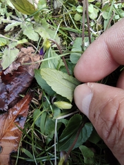 Viola inconspicua