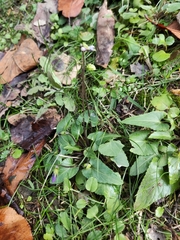 Viola inconspicua