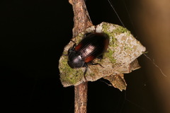 Plamius quadrinotatus