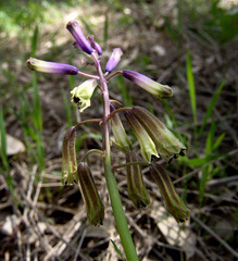 Bellevalia trifoliata