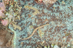 Corythoichthys ocellatus