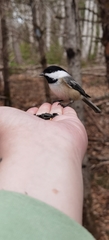 Poecile atricapillus image