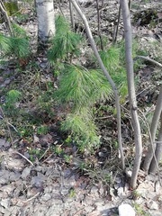 Pinus sibirica