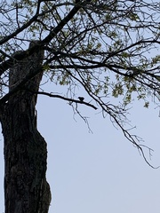 Sitta carolinensis