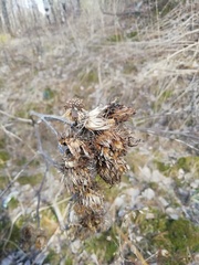 Arctium tomentosum