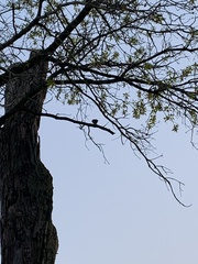 Sitta carolinensis