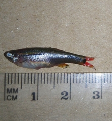 Tanichthys albonubes