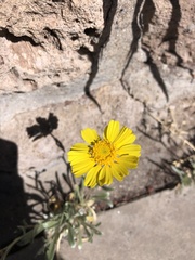 Tetraneuris argentea