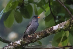 Hypsipetes madagascariensis