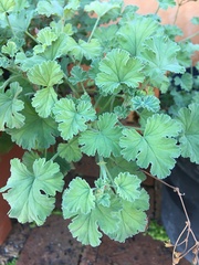 Pelargonium fragrans