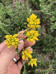 Rorippa sinuata
