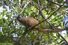 Eulemur rufifrons