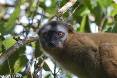 Eulemur rufifrons