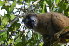 Eulemur rufifrons