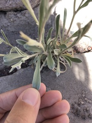 Tetraneuris argentea