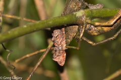 Uroplatus phantasticus