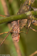 Uroplatus phantasticus