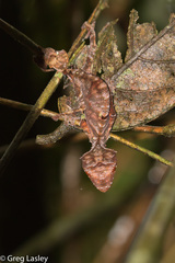 Uroplatus phantasticus