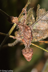 Uroplatus phantasticus