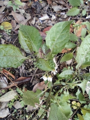 Solanum americanum