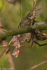 Uroplatus phantasticus