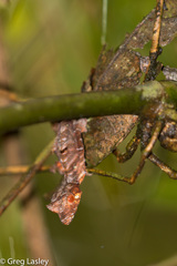 Uroplatus phantasticus