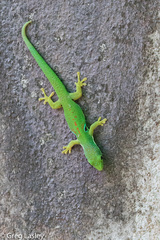 Phelsuma quadriocellata