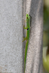 Phelsuma quadriocellata