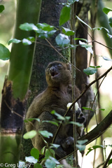 Prolemur simus