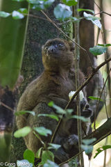 Prolemur simus