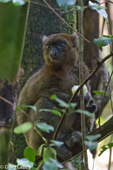 Prolemur simus