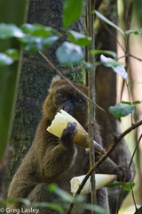 Prolemur simus